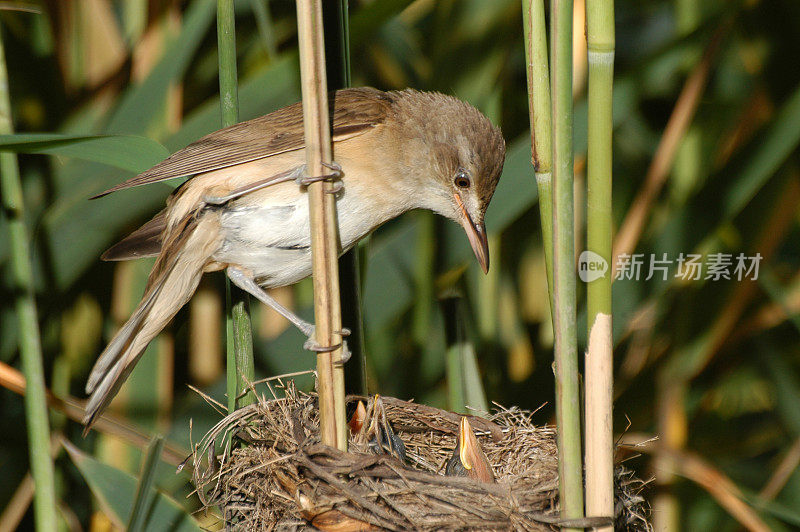 巢中的大苇林莺(青苇林莺)