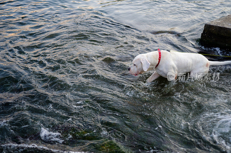 一只狗在海水里玩耍