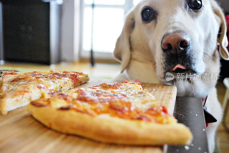 狗看着美味的披萨和舔他的排骨孤立
