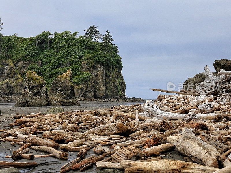 红宝石海滩，漂流日志，奥林匹克国家公园，太平洋海岸，华盛顿