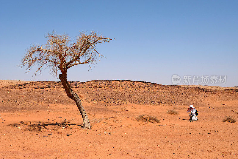 内盖夫沙漠中一棵孤零零的枯树。