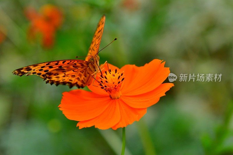 橙色宇宙花和蝴蝶