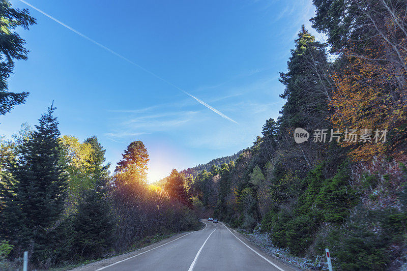 白天森林道路