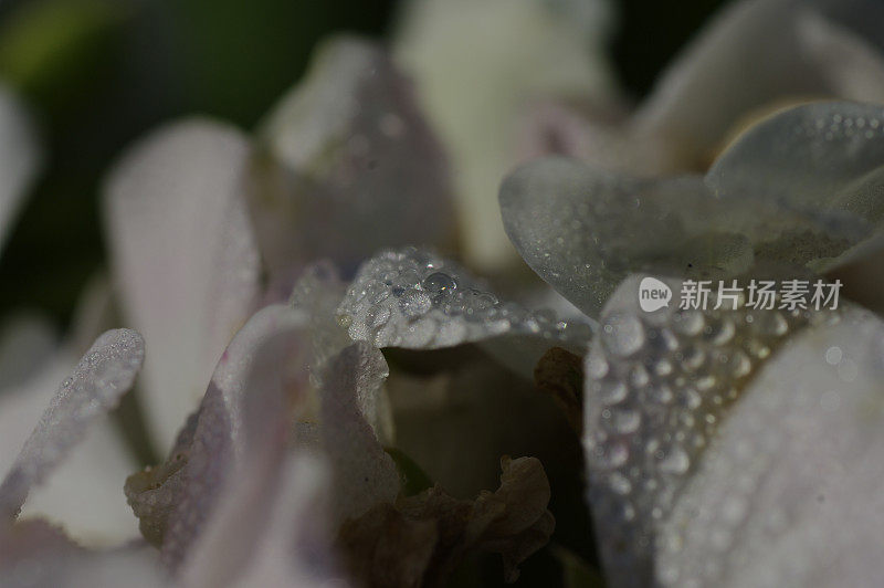 雨滴落在花瓣上