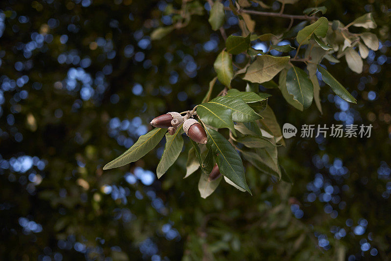 Quercus冬青属植物