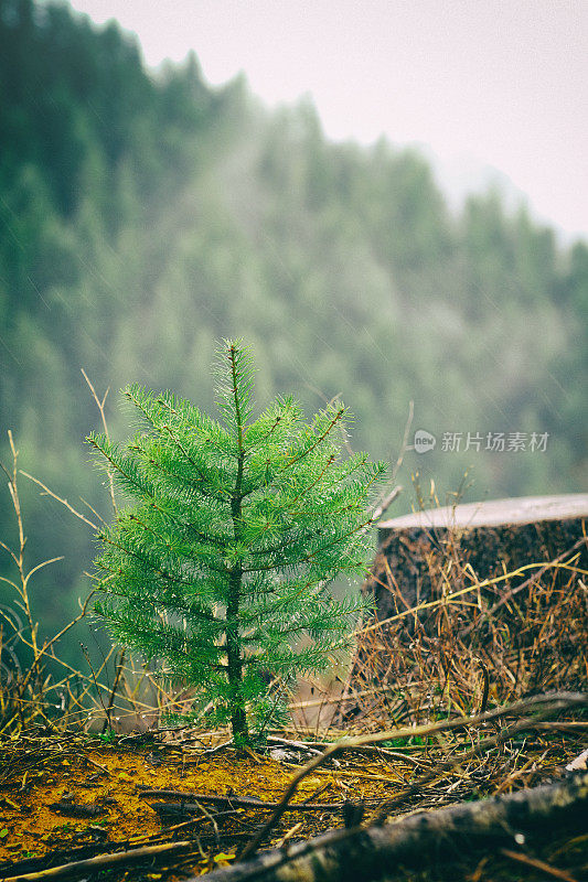 有移植树苗的全伐采伐区