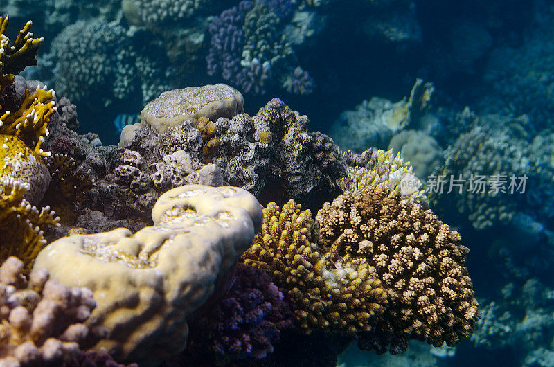 埃及红海中的热带鱼和珊瑚。