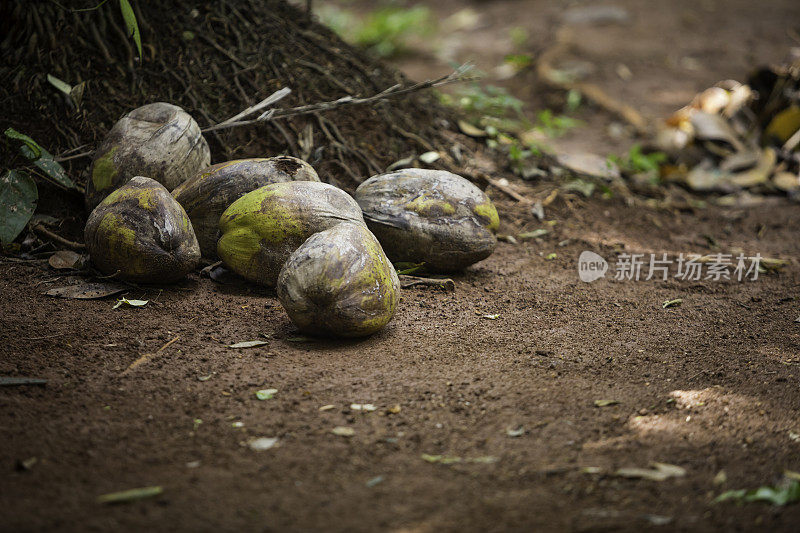 椰子从棕榈树上掉下来，落在地上