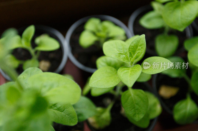 蒲公英幼苗在塑料花盆的窗户上