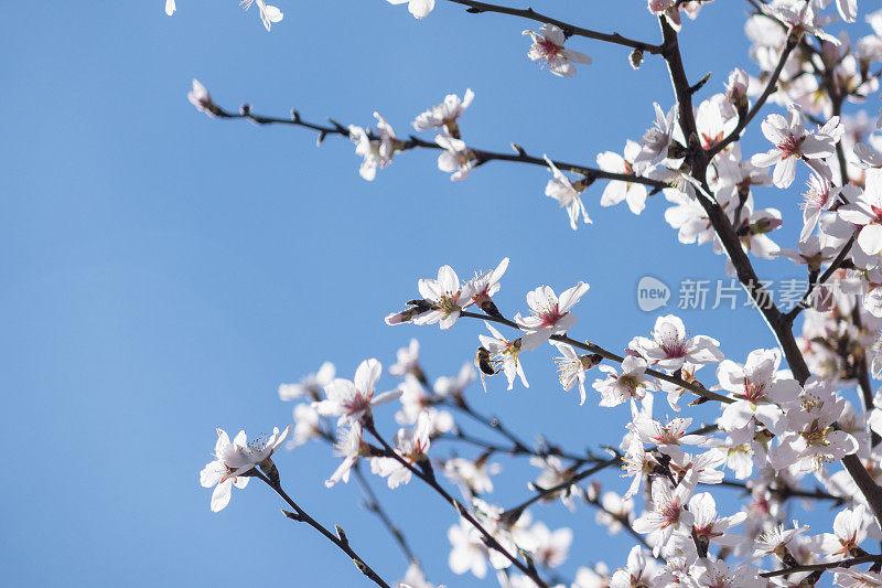 杏花上的蜜蜂