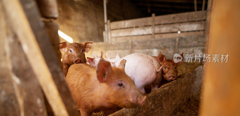 农场里的一只小猪。猪圈里的猪。农村农场里的猪群。