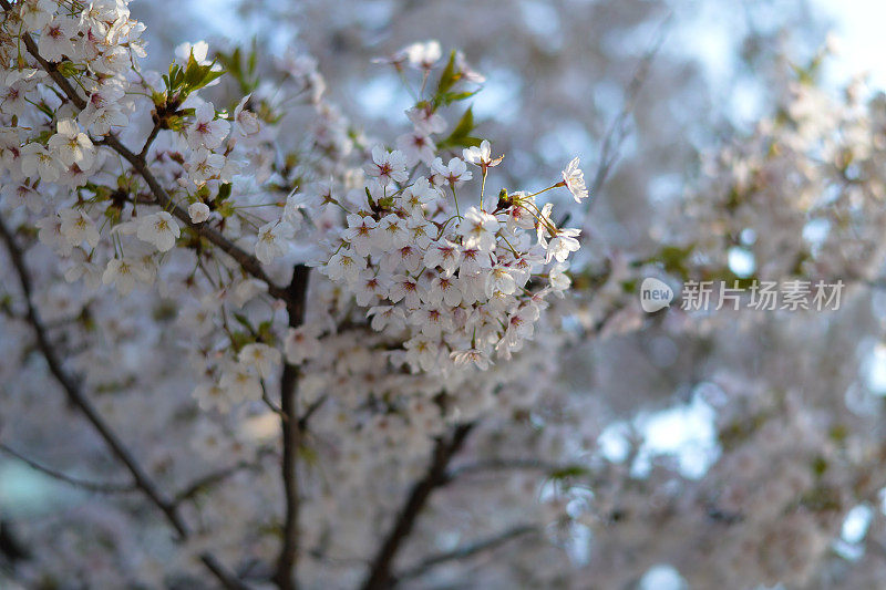 樱花