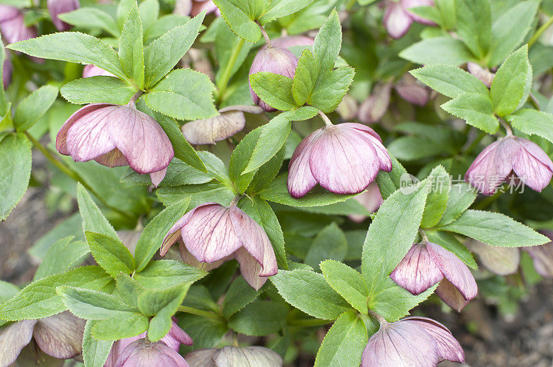 粉红色开花植物特写镜头