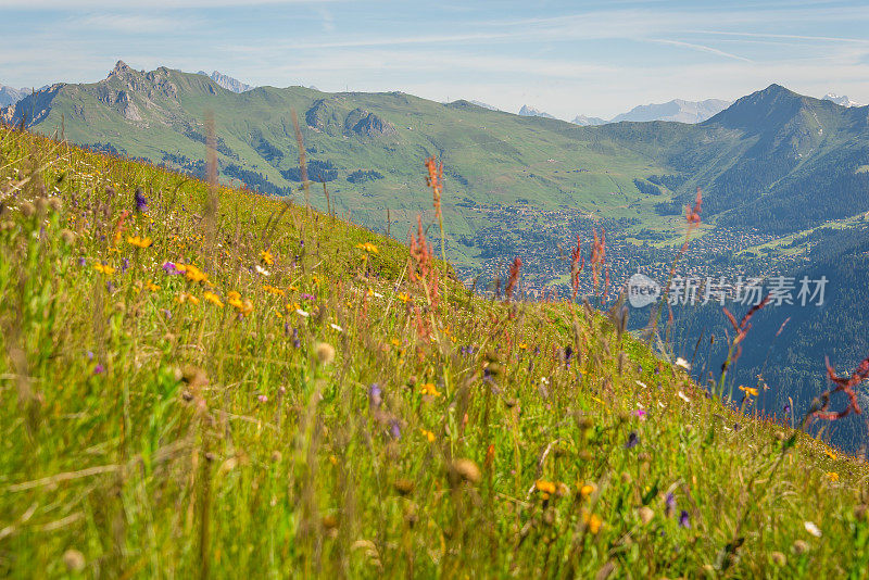 瑞士阿尔卑斯山韦尔比尔夏季草地