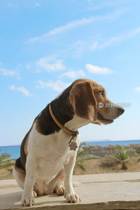 海边的小猎犬