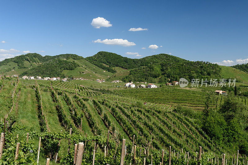 Valdobbiadene(电视)普罗塞克葡萄酒的土地5