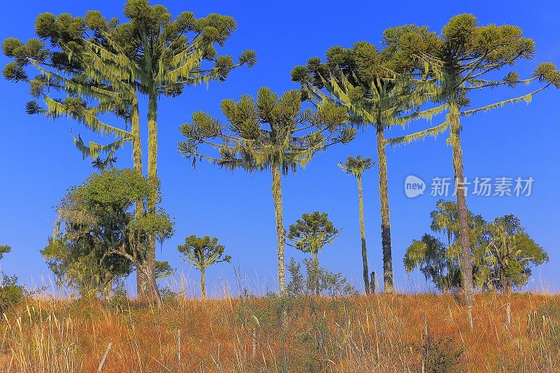 日出时的草地和南洋杉，巴西南部的乡村景观