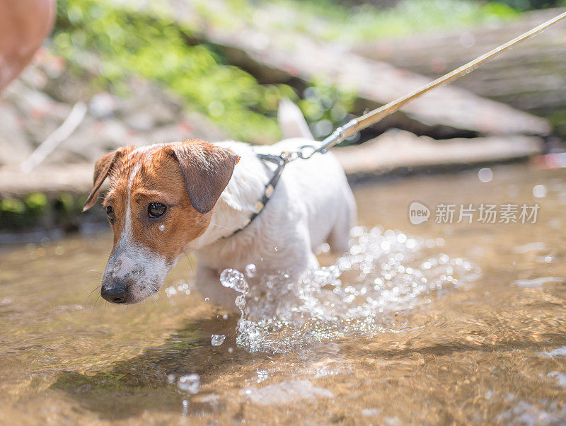 顽皮的小杰克罗素梗狗在瀑布中玩耍