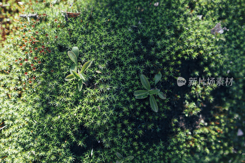 天然难得青苔于石中