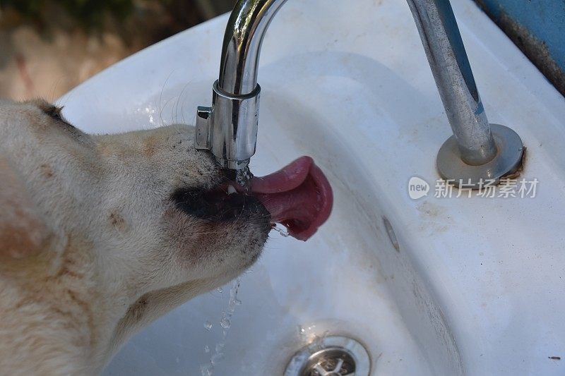 狗从喷泉里喝水