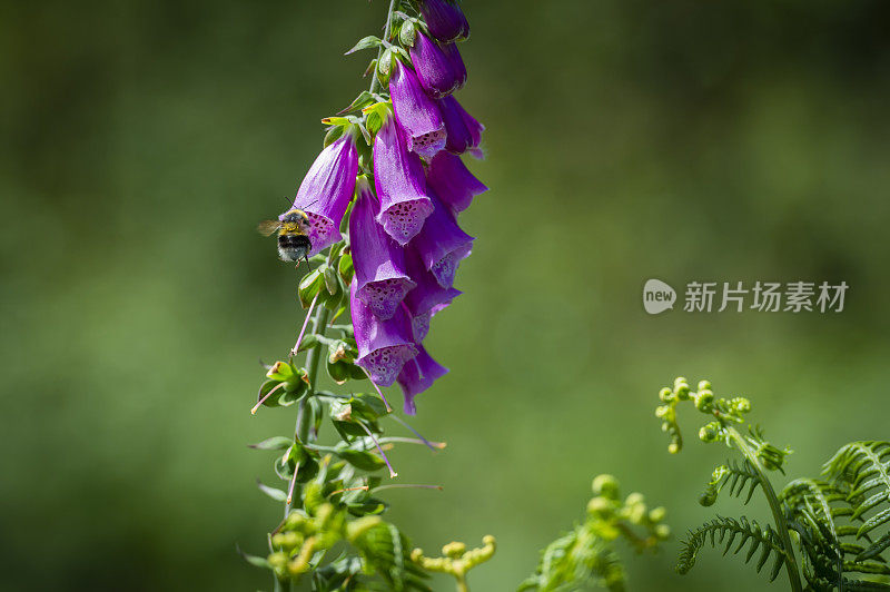 毛地黄和一只收集花蜜的蜜蜂