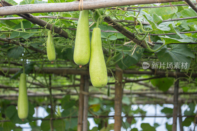 缅甸:浮动花园农业