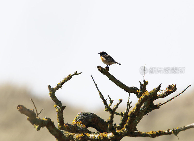 石鳖(石鳖)男