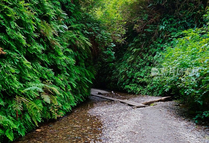 蕨类植物峡谷禅