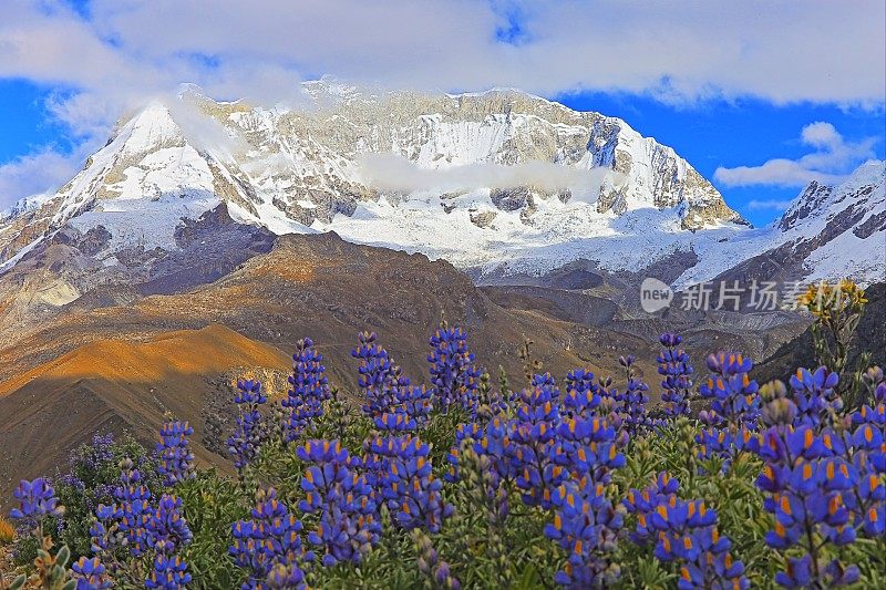 布拉卡山脉的华斯卡兰山脉，安第斯山脉的雪山和羽扇豆野花——秘鲁