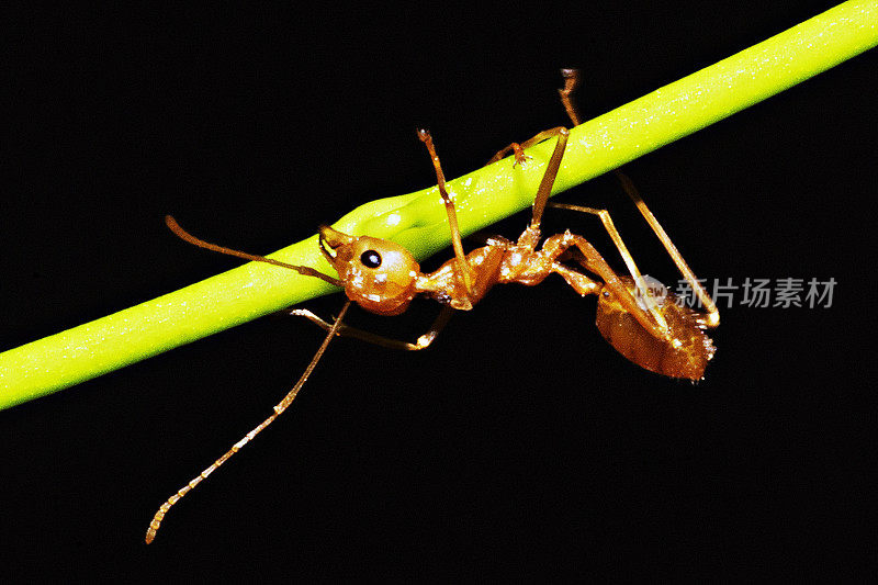 蚂蚁爬着长长的曲线手藤。