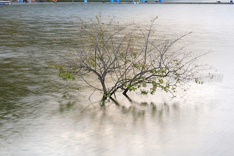 淹没在水中的水库树