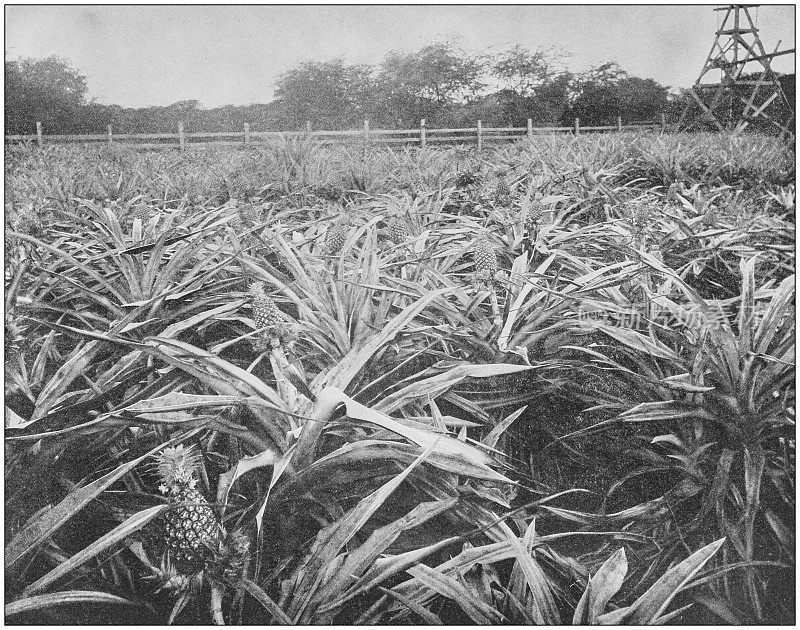 来自美国海军和陆军的古董历史照片:菠萝种植园，夏威夷