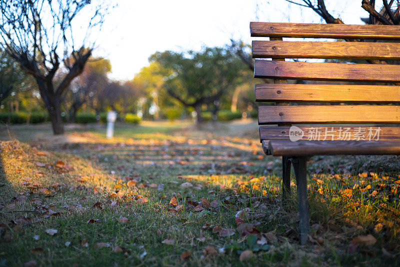 日落时公园草坪上的长椅