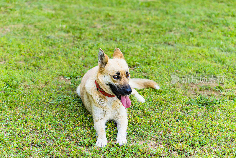 美丽的比利时玛利诺犬在自家院子里休息。