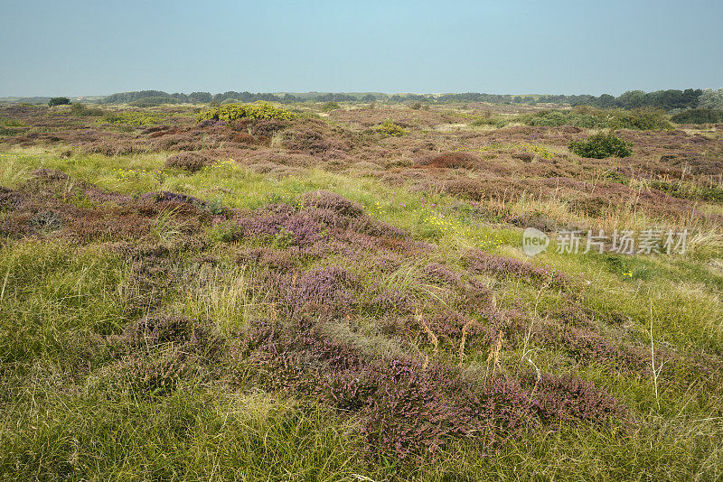 Wangerooge,盛开的花