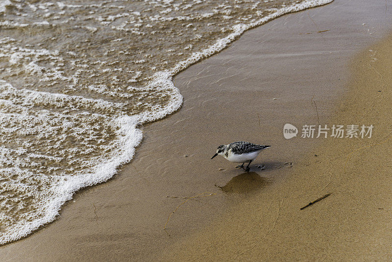 密歇根湖上的矶鹞