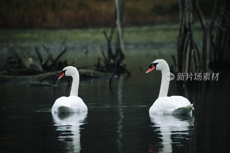 多瑙河冬景第一场雪――一对天鹅在求爱。