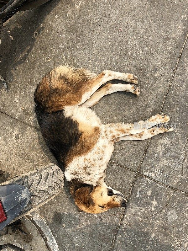 印度新德里的交通事故照片，一只印度野狗趴在摩托车轮子上睡着了，看起来像死了一样