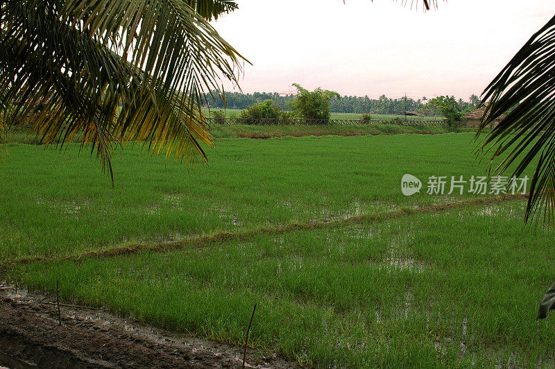 喀拉拉邦科钦的稻田