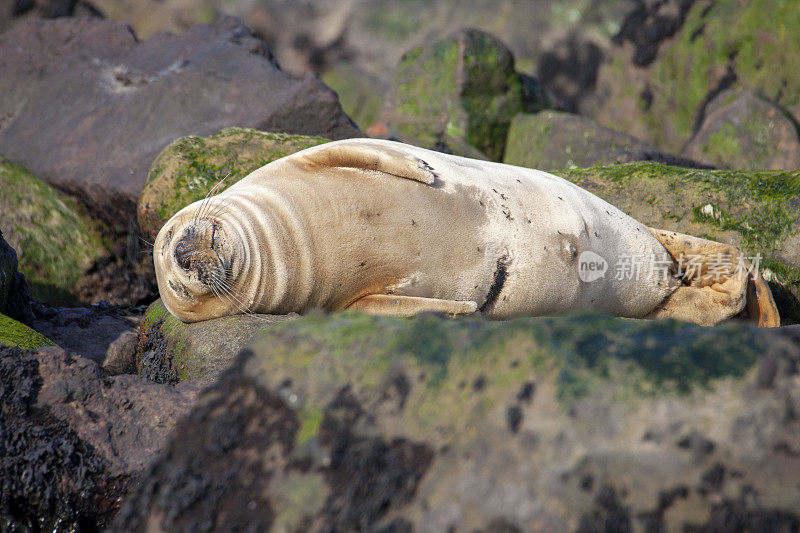 不列颠群岛海岸的灰海豹