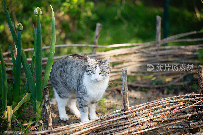 菜园里有白斑的虎斑猫