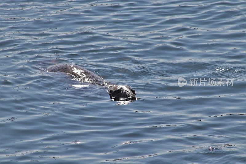 海豹在港口游泳