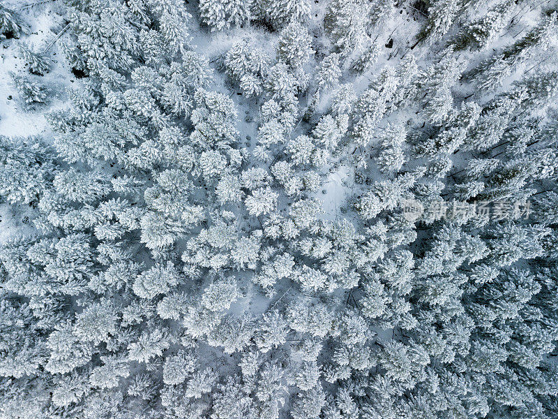 雪结霜的树新鲜的雪冬季景观空中