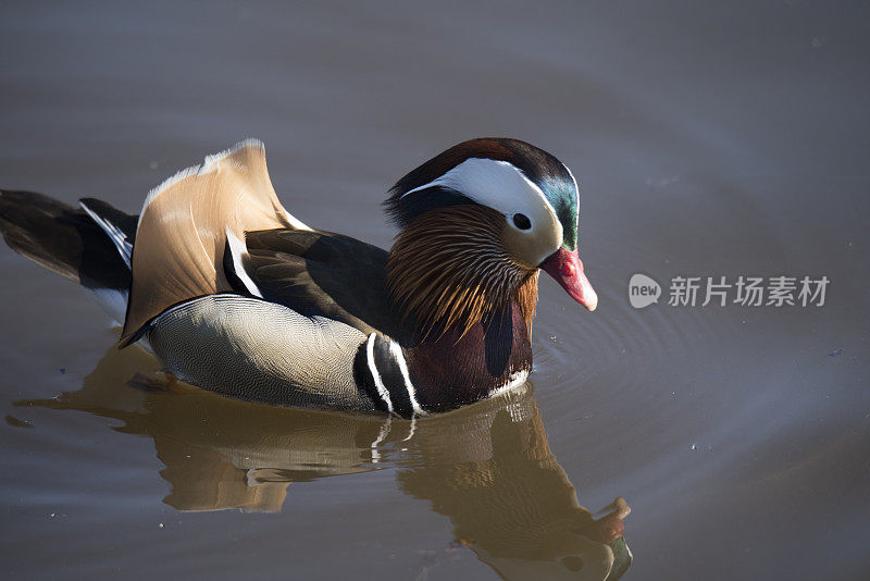 雄鸳鸯