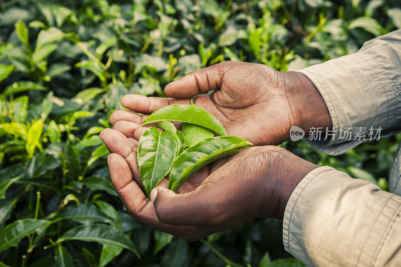 一个非洲人在茶园里拿着茶叶。卢旺达