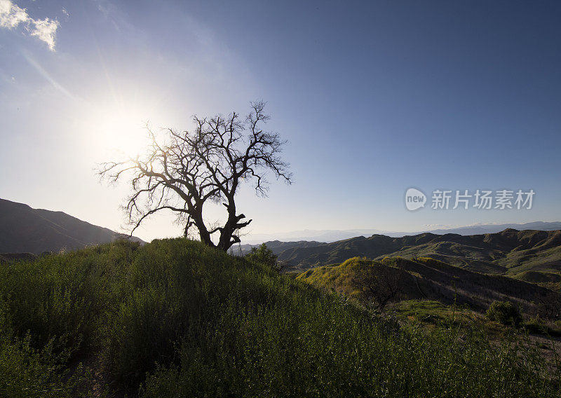 美丽的风景和老橡树在日落