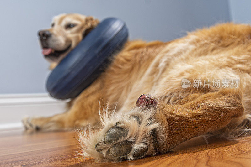 金毛猎犬戴着充气式e项圈，因为她的爪子上有溃烂的肿块