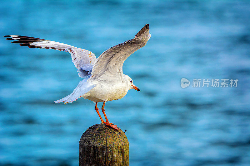 海鸥(海鸥属)