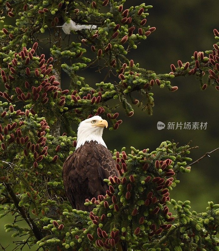 鹰