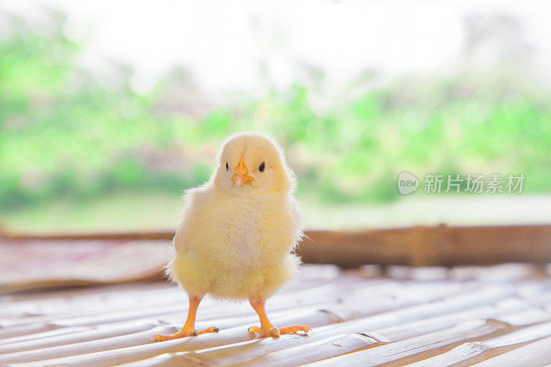 小鸡宝宝在家禽农场看着他的你。小鸡宝宝可爱天真的概念。
